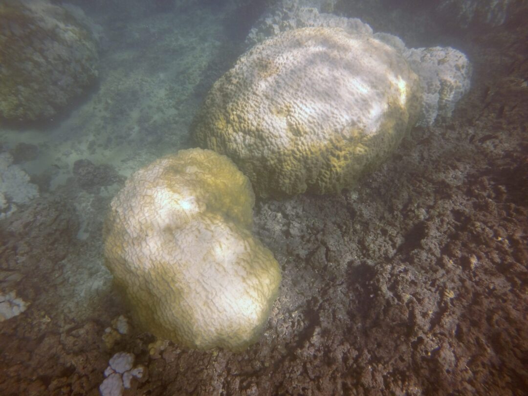 coral recovery