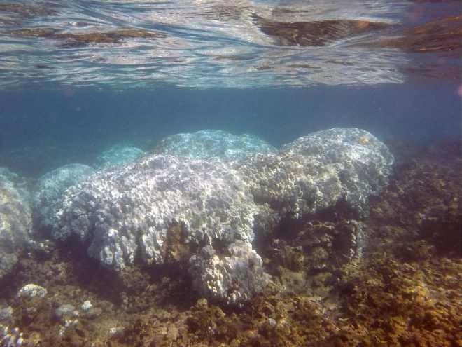 coral bleaching 