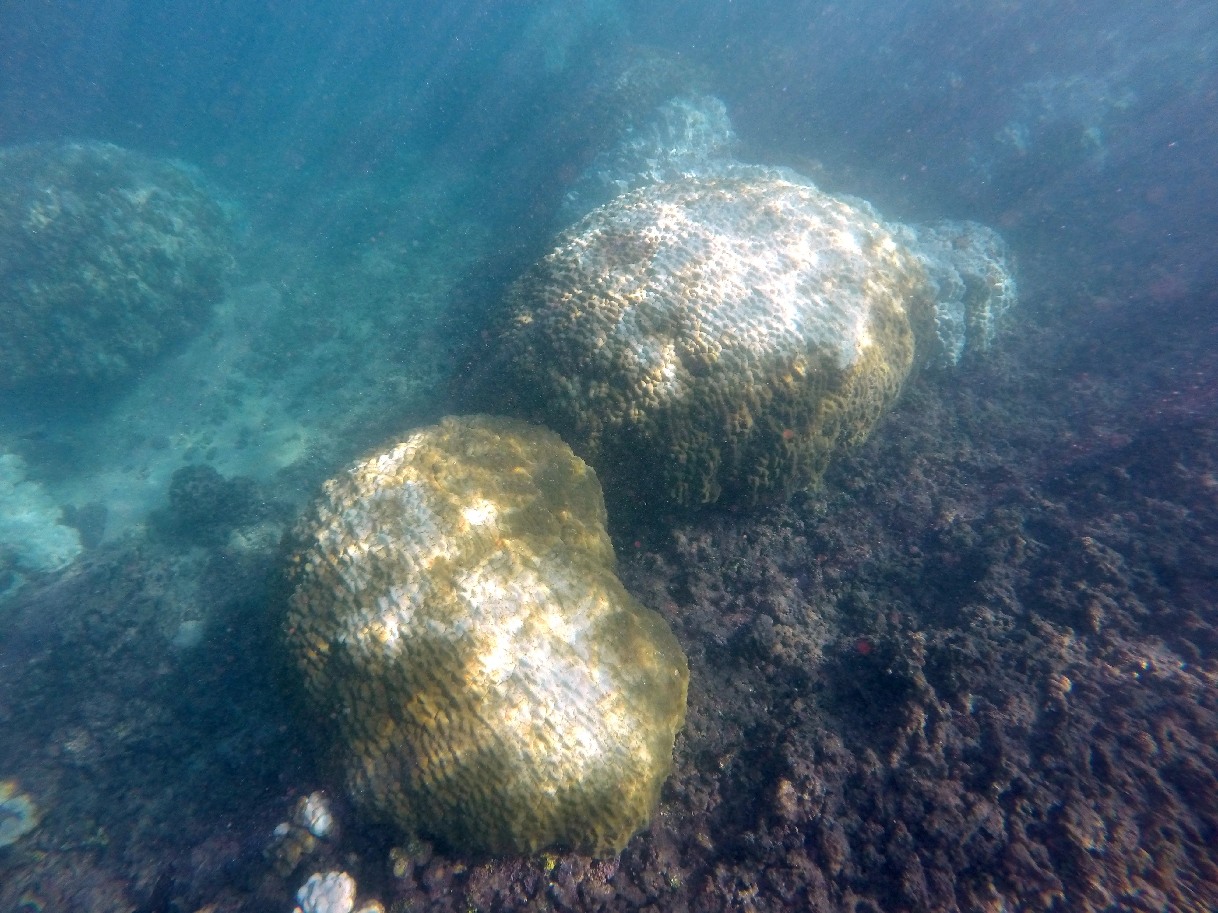 mound coral recovery 12.6.15