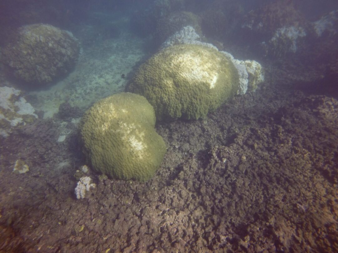 mound coral recovery 12.20.15