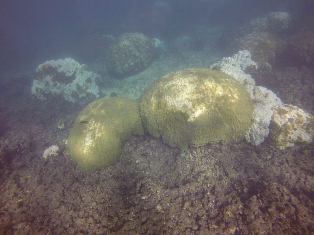 mound coral recovery 12.20.15 -2