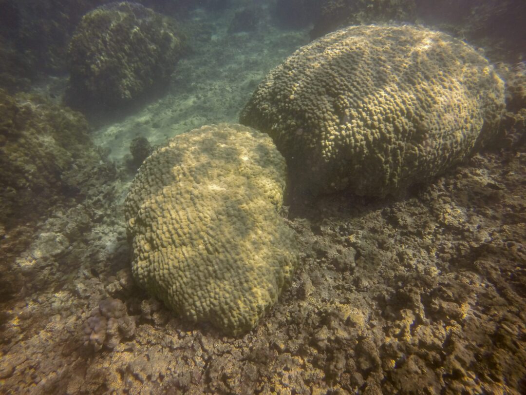 mound coral 8.3.16