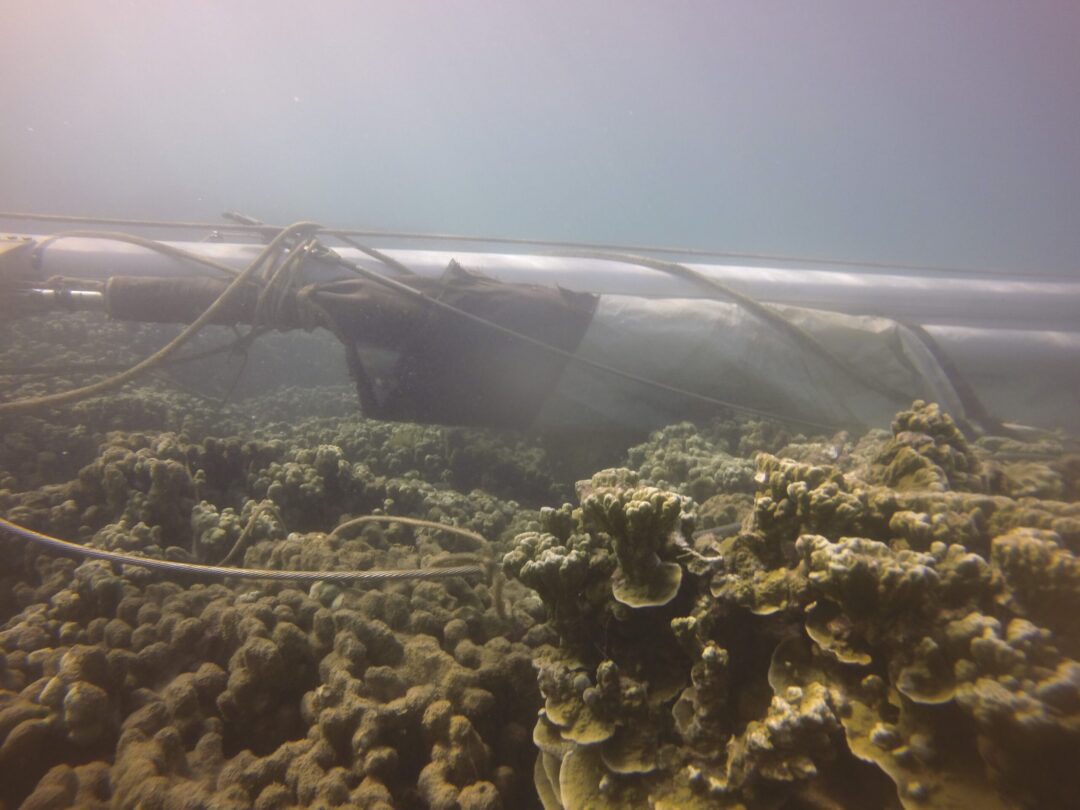 hulakai mast on live coral colonies
