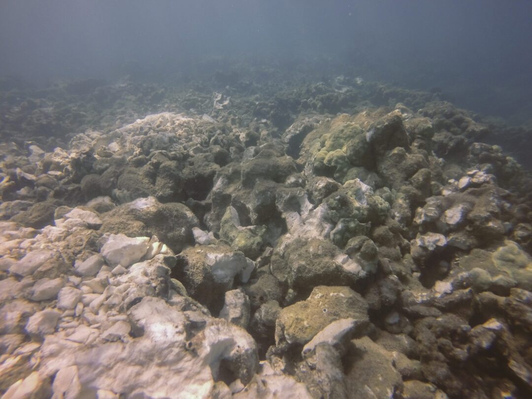 Broken mound coral