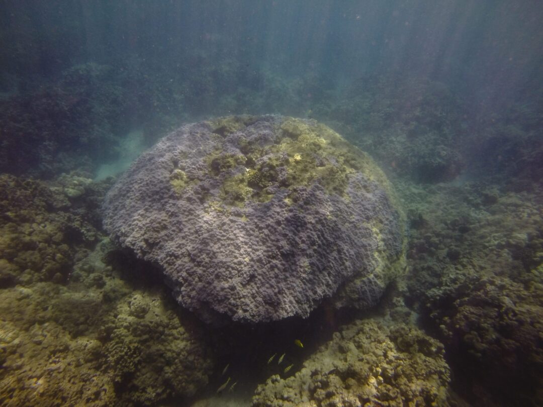 large mound coral head