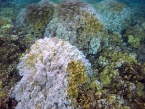 coral bleaching hapuna