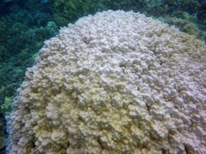 coral bleaching hapuna