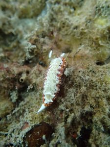 decorated nudibranch