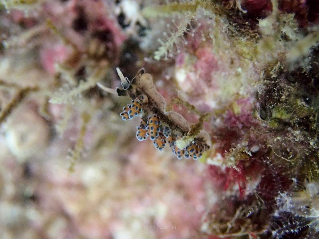 unidentified nudibranch