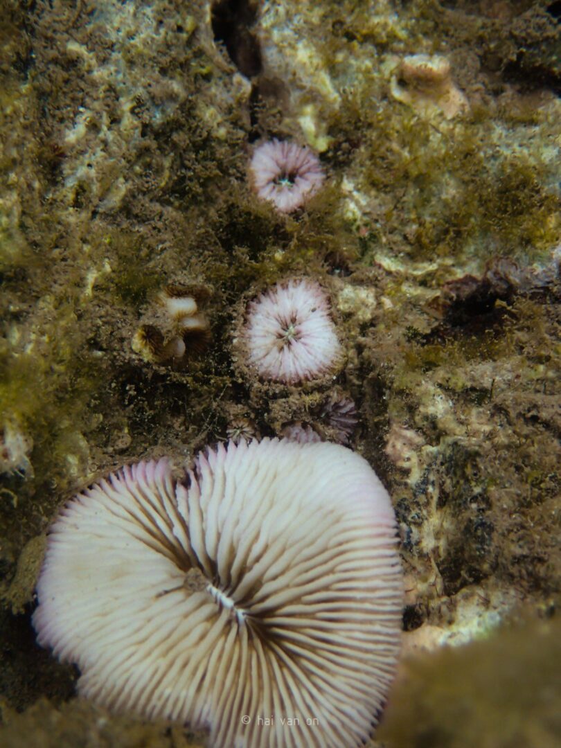 mushroom coral stages