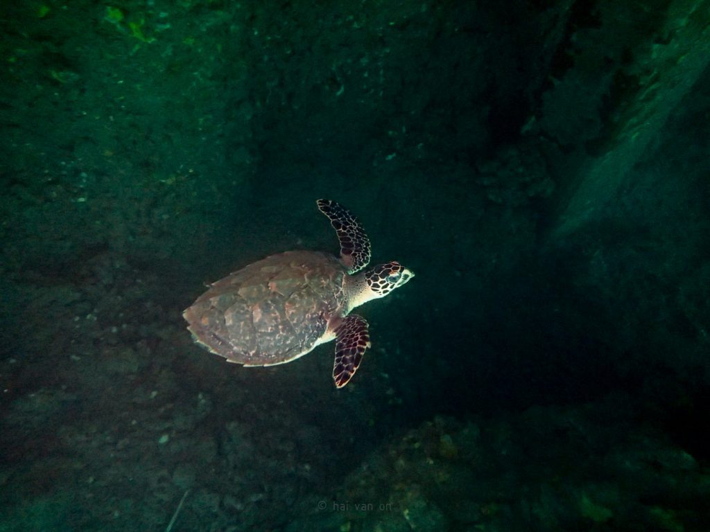 hawksbill sea turtle hb5