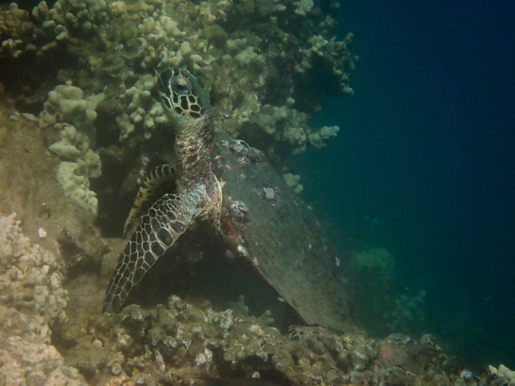 hawksbill sea turtle HI#56 Leslie