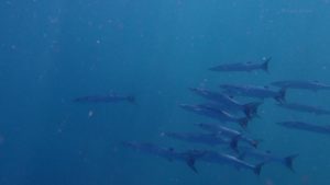 Blackfin barracudas 10042021