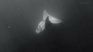 manta ray flips 10112021