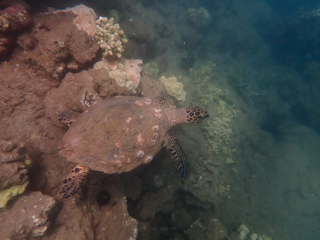 Hawksbill sea turtle, Igor, HI65 2022