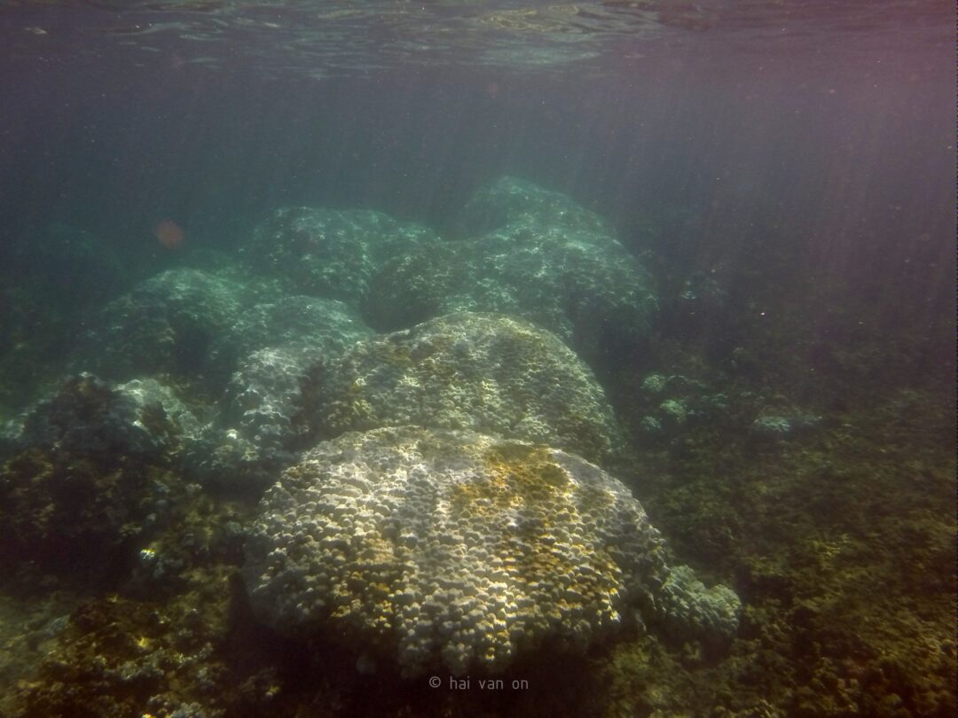 mound coral colonies 9.25.2015  bleaching