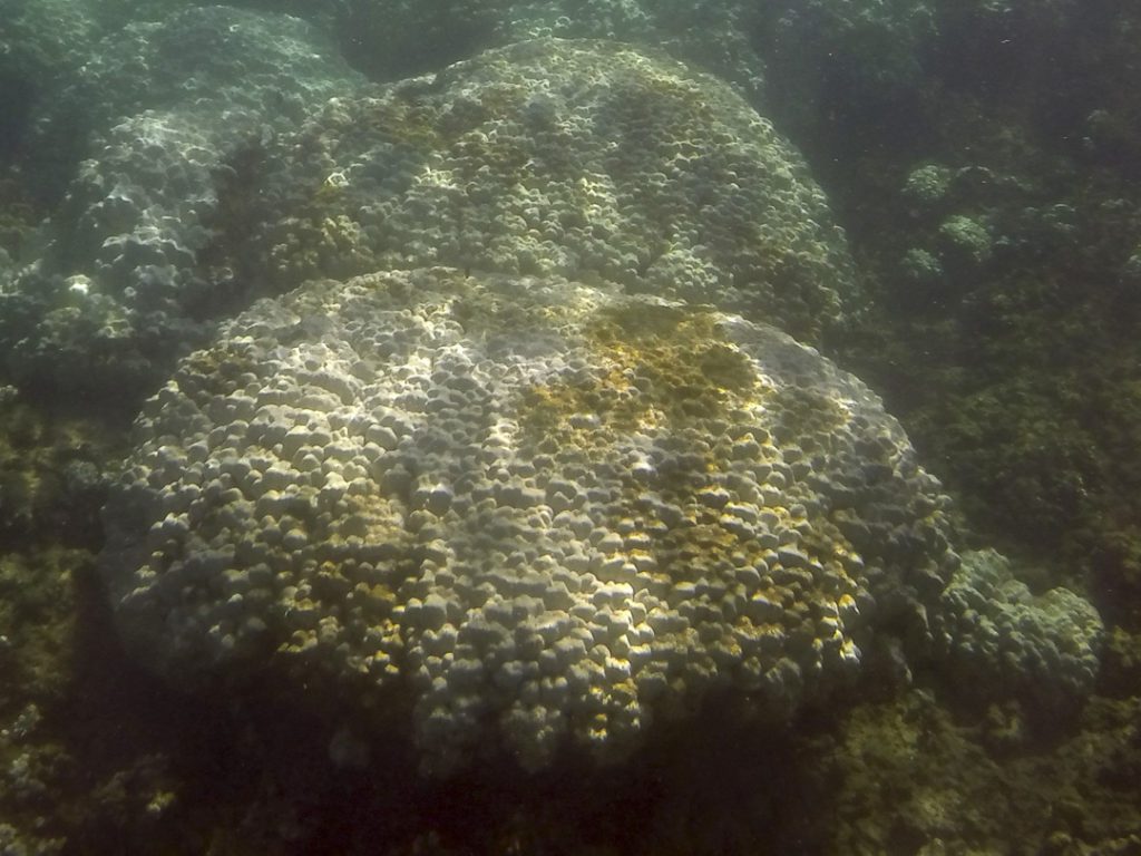 mound coral colonies 2014-1