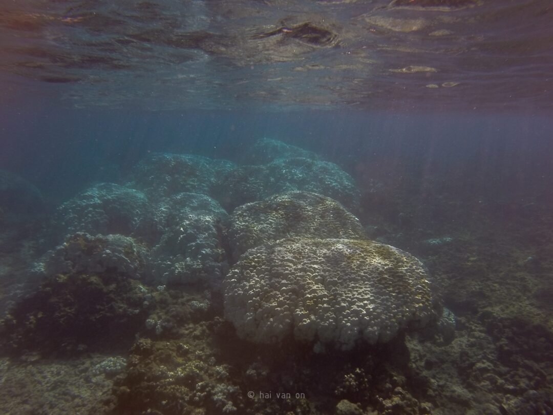 mound coral colonies 9.28.2015  bleaching