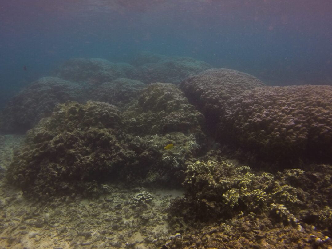 mound coral colonies 2014