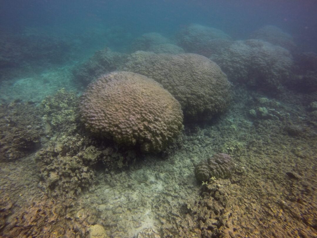 mound coral colonies 2014