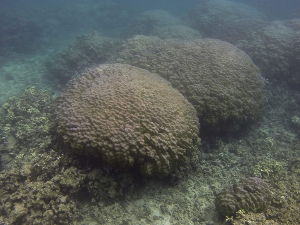 mound coral colonies 2014-1