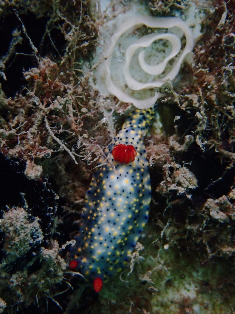 painted nudibranch laying eggs