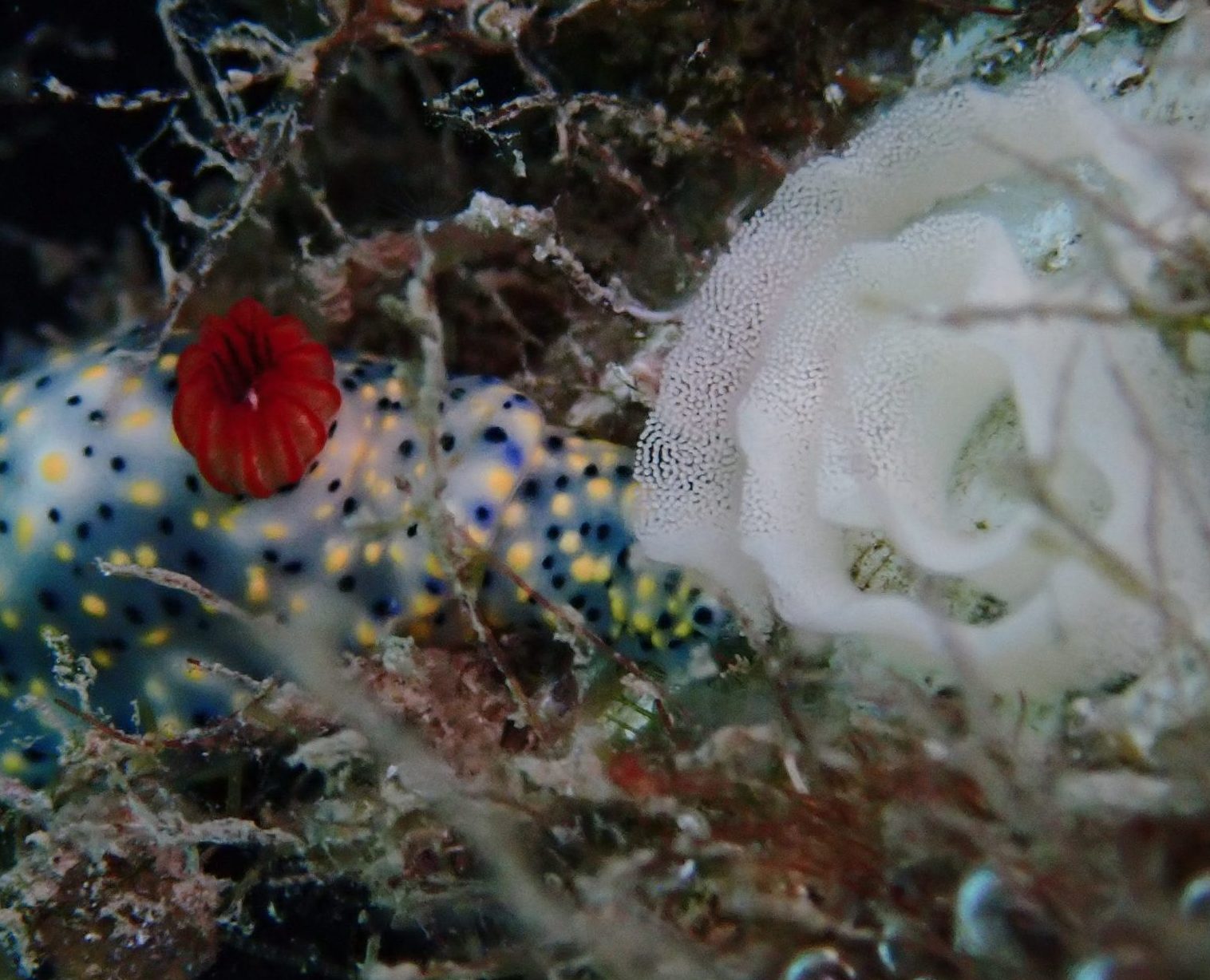painted nudibranch laying eggs