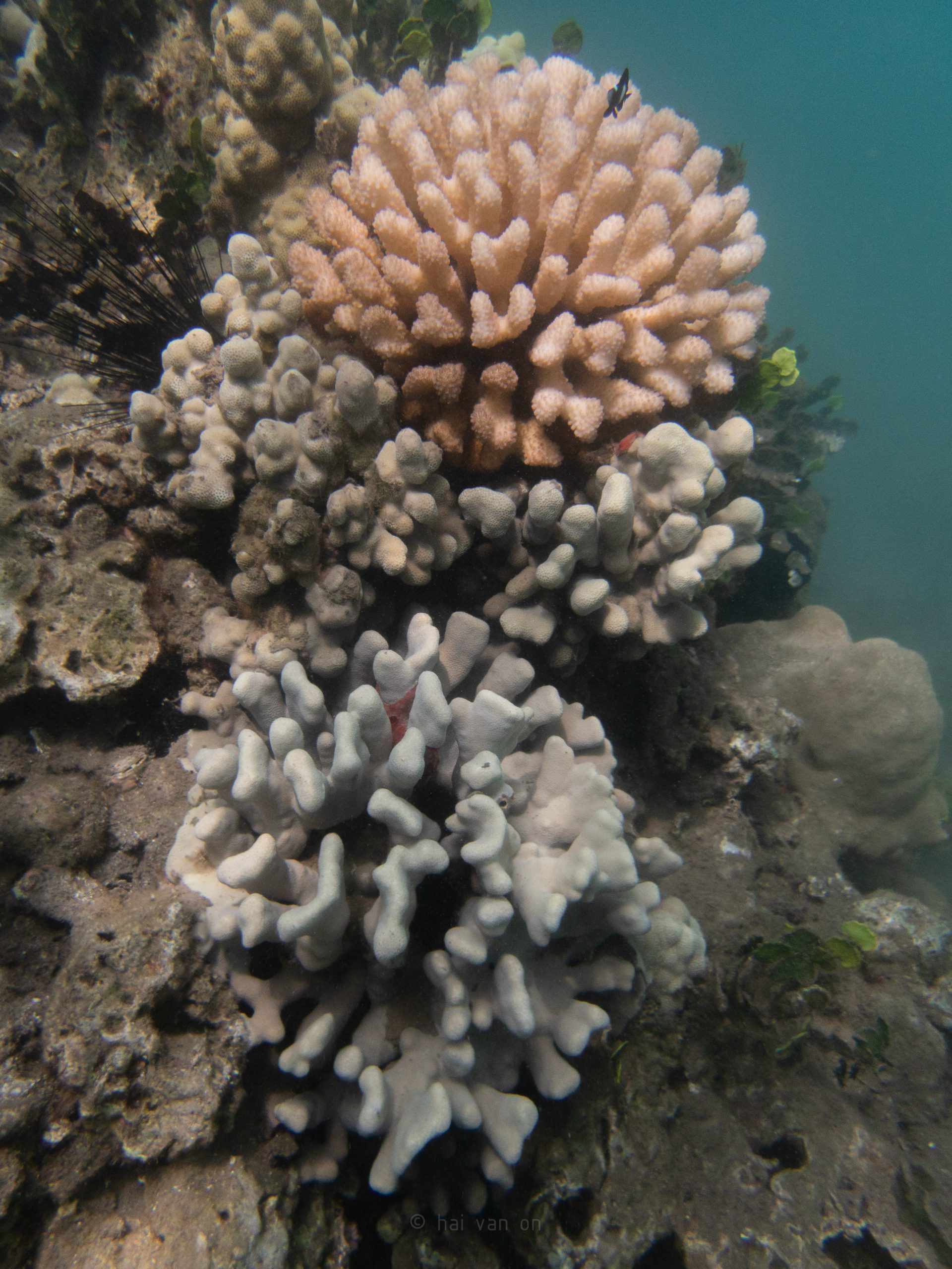 Pocillopora meandrina Coral - Decoração corais one of a Kind