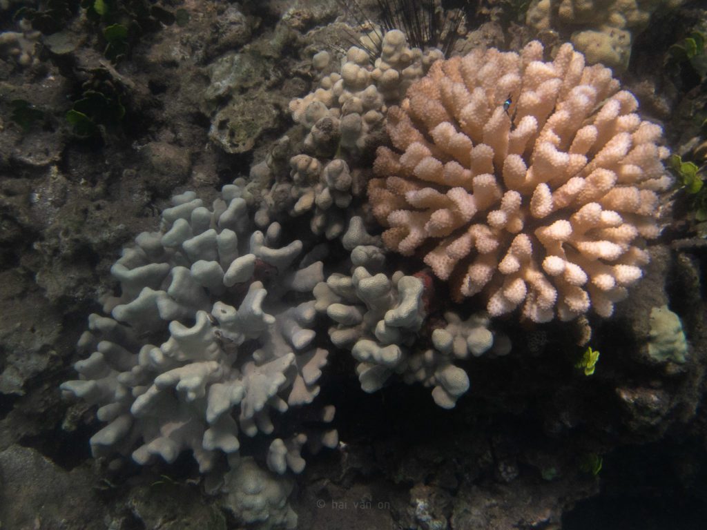 cauliflower coral Pocillopora meandrina and finger coral Porites compressa 