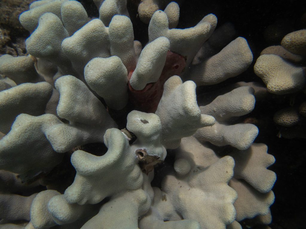 finger coral Porites compressa