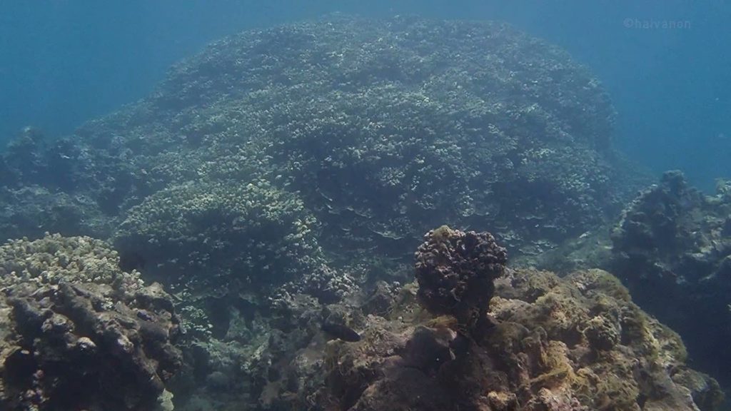 grand coral head – kawaihae reef