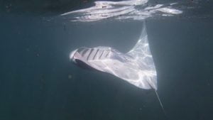 manta ray flip feeding 10.21.2022