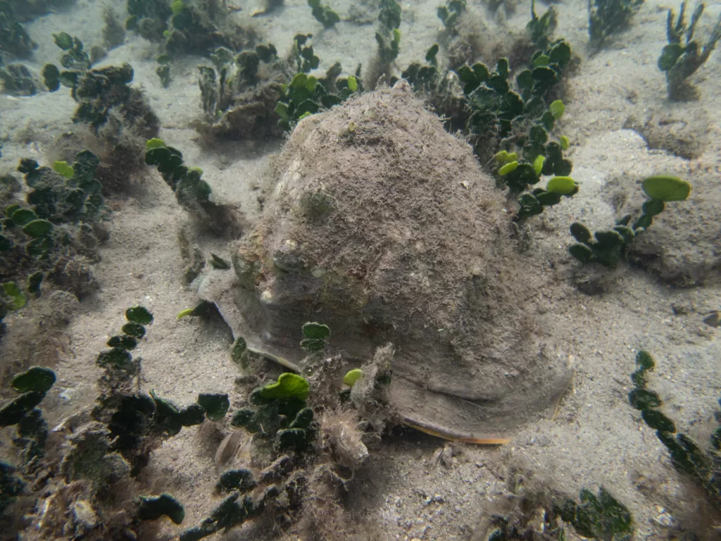 horned helmet shell