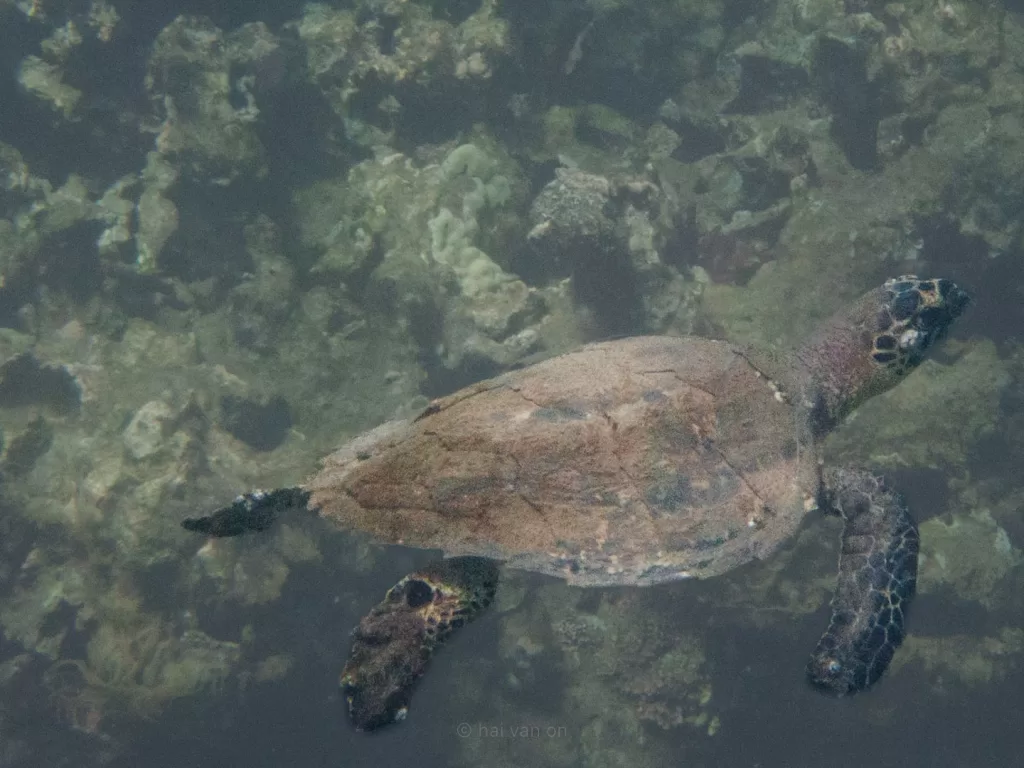 hawksbill sea turtle