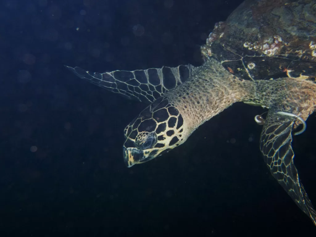 Hawksbill 20240930 C