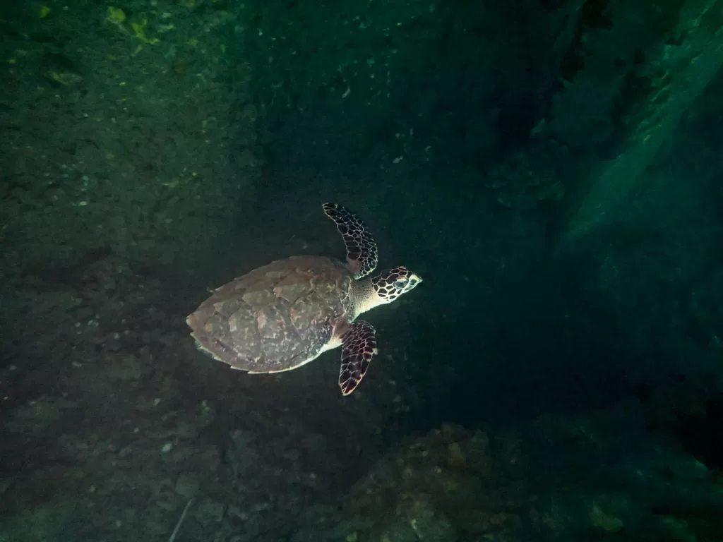 2019 ,Hawksbill HI-029,HB5, Hien